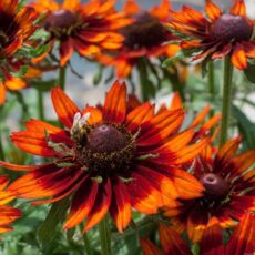 5023242376585 1 Rudbeckia Smileyz Happy.jpg